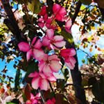 @phyllisdevera3945 - Instagram