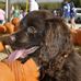 Phyllis Dunlap - Facebook