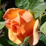 Phyllis Eisenzimer - @phylliseisenzimer - Instagram