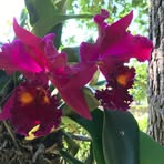 Phyllis Eubanks - Facebook