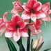 Phyllis Feldman - Facebook