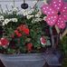 Phyllis Goins - Facebook