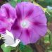 Phyllis Hales - Facebook