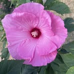 Phyllis Havens - Facebook