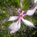 Phyllis Hays - Facebook