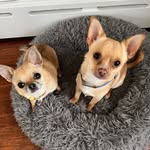 Phyllis🐶 & Hector🐾 - @phunkylilphyllis - Instagram