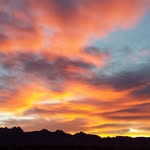Phyllis Hedges - @quailings - Instagram