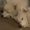 Life with Luna-tic - @phyllishelms - TikTok