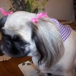 Phyllis Holm - @phylee131 - Instagram