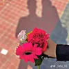 Phyllis Holmes - @phyllis.holmes4 - TikTok