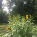 Phyllis Hubbard - Facebook