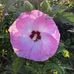 Phyllis Huber - Facebook