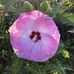 Phyllis Huber - Facebook