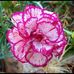 Phyllis Hyatt - Facebook