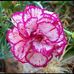 Phyllis Hyatt - Facebook