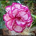 Phyllis Hyatt - @sugann3 - Instagram