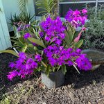 Phyllis Singler - @phyllissingler - Instagram