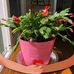 Phyllis Jacobsen - Facebook