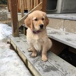 Phyllis Koehler Lawson - @plawsonak - Instagram