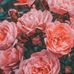 Phyllis Kunkel - Facebook