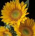 Phyllis Lacey - Facebook