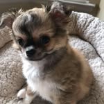 Phyllis Lam - @phyllis.lam.33 - Instagram