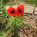 Phyllis Lambert - Facebook