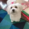 phyllisleblanc510 - @phyllisleblanc510 - TikTok