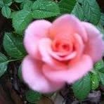 Phyllis Ledet - Facebook