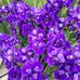Phyllis Legg - Facebook
