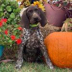 Phyllis Lowery - @gsppuppies_bsfarms - Instagram