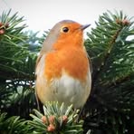 Phyllis Macleod - Facebook