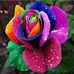 Phyllis Mahan - Facebook