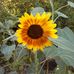Phyllis Maier - Facebook