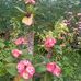 Phyllis Maŕriott - Facebook