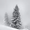Phyllis Mayberry - @phyllis.mayberry3 - TikTok
