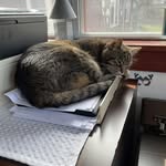 Phyllis McCarty - @babycakewhiskers - Instagram