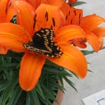 Phyllis McCarty Nikstaitis - @phyllisnikstaitis - Instagram