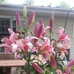 Phyllis Ruppert McGuire - @phyllismcguire - Instagram