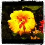 Phyllis McHugh - @phyllismchugh - Instagram