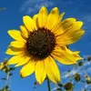 phyllismclain - @sunflower_14_4 - TikTok
