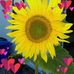 Phyllis Morrow - Facebook