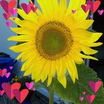 Phyllis Morrow - @phyllis.morrow - Instagram