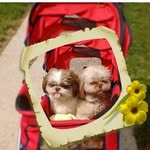 Phyllis Nolan - @ragmuffinpdn44 - Instagram