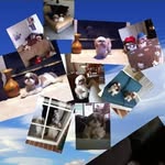 Phyllis Nolan - @ragmuffinpdn - Instagram