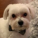 Phyllis Olson - @bugsy_capone_chicago - Instagram