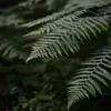 phyllisspercy - @phyllisspercy - TikTok