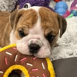 Shana Hochfelder - @princessphyllisthebulldog - Instagram