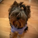 Phyllis Provost - @yorkiesandmoreyorkies - Instagram
