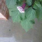 Phyllis Randle - @ph.yllis7327 - Instagram